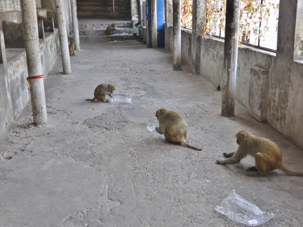 Monkeys- temple in Haridwar